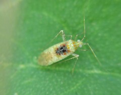 Phytocoris