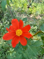 Dahlia coccinea