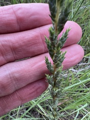Liatris punctata