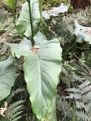 Zantedeschia