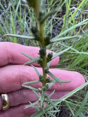 Liatris punctata