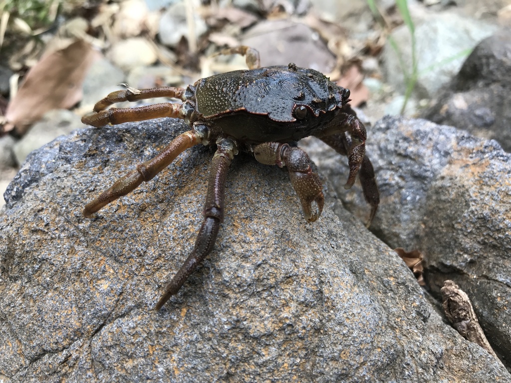 Jamaican engraved crab