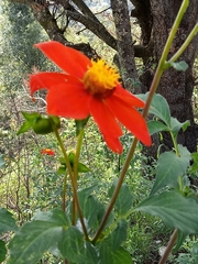 Dahlia coccinea