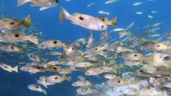 Lutjanus ehrenbergii