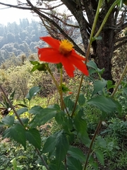 Dahlia coccinea