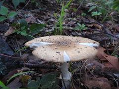 Pantherinae