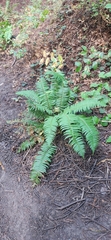 Polypodium glycyrrhiza
