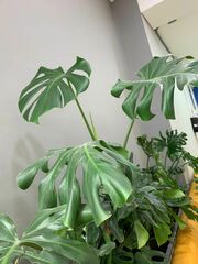 Monstera deliciosa