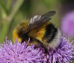 Bombus lucorum