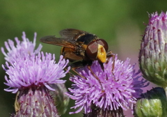 Volucella inanis