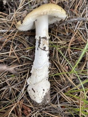 Amanita