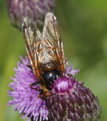 Volucella inanis