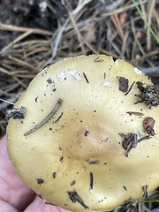 Amanita