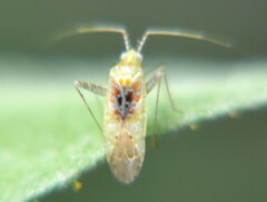 Phytocoris