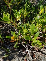 Borrichia arborescens