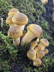 Armillaria mellea