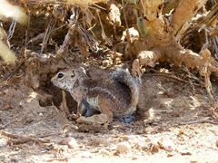 Ammospermophilus harrisii