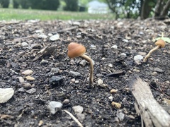 Hypholoma tuberosum