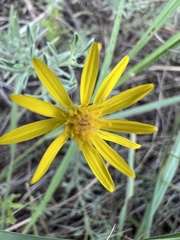 Heterotheca canescens