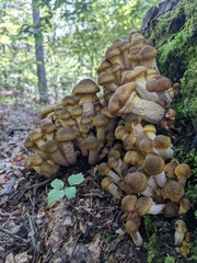 Armillaria mellea