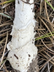 Amanita
