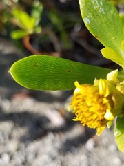 Borrichia arborescens
