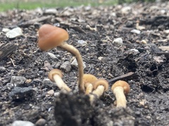 Hypholoma tuberosum