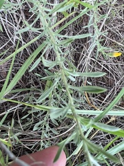 Heterotheca canescens