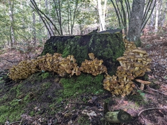 Armillaria mellea