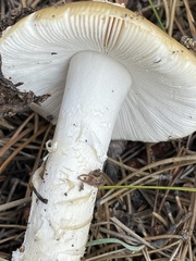 Amanita