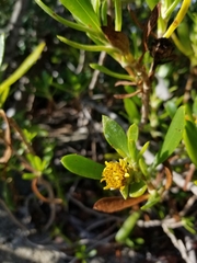 Borrichia arborescens