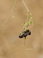 Acmaeodera alicia