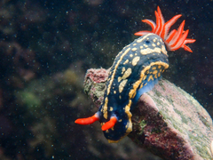 Hypselodoris festiva