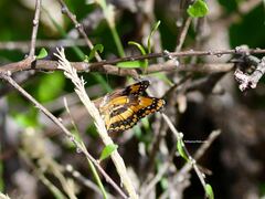 Chlosyne californica