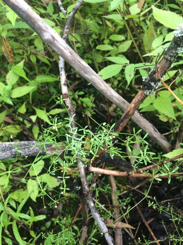 Three-petal bedstraw (Galium trifidum)