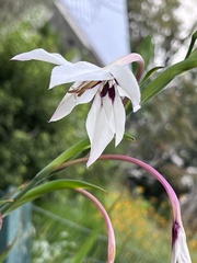 Gladiolus murielae
