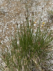 Eleocharis palustris