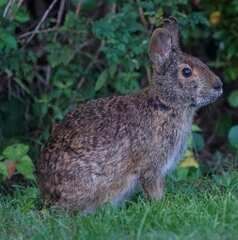 Sylvilagus palustris