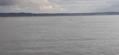 Phocoena phocoena