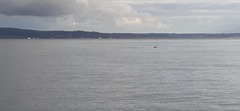 Phocoena phocoena