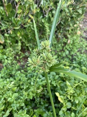 Cyperus