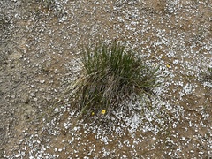 Eleocharis palustris