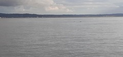 Phocoena phocoena