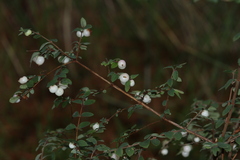 Symphoricarpos microphyllus