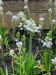 Ornithogalum