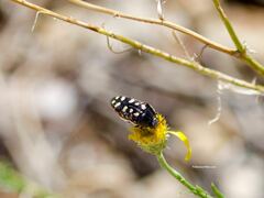 Acmaeodera gibbula