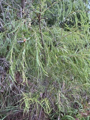 Salix nigra