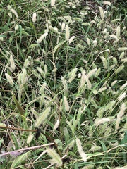 Setaria
