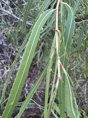 Salix nigra