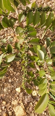 Casearia sylvestris
